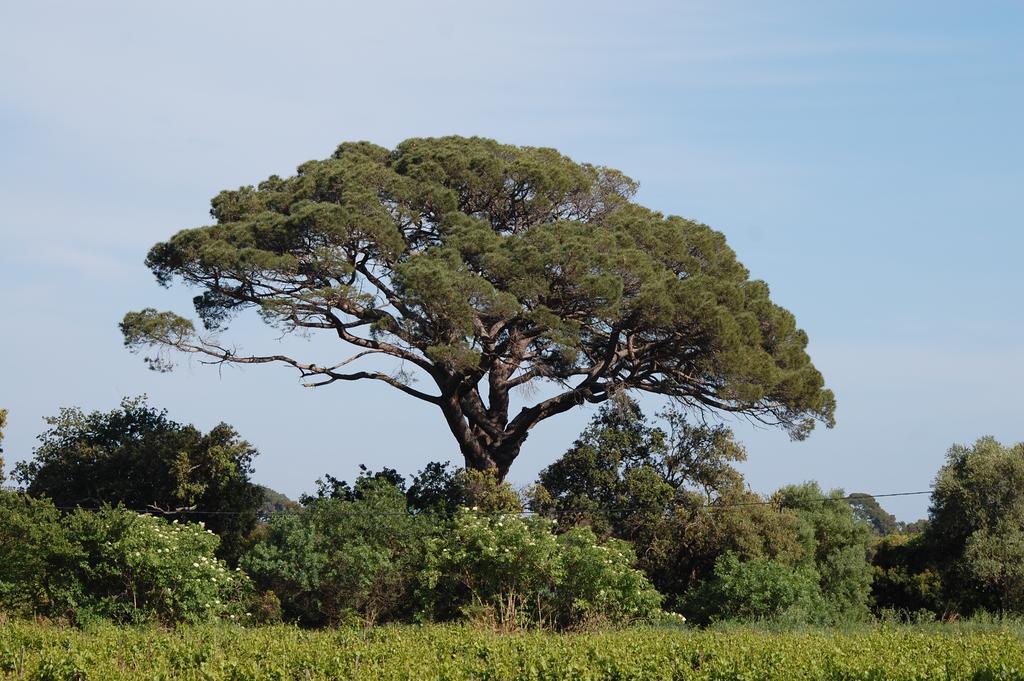 Chateau De La Clapiere Hyères المظهر الخارجي الصورة