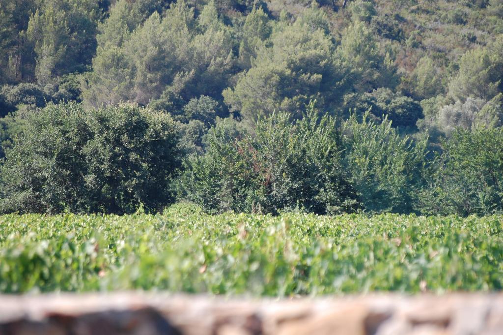 Chateau De La Clapiere Hyères المظهر الخارجي الصورة